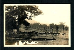 RPPC #42b Deer Park near Kyoto, Department of Railways Tokyo, Photo Asanuma