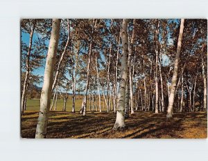 Postcard White Birches lend a picturesque grace to a Vermont Golf Course, VT