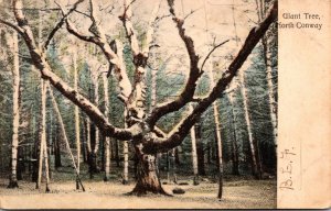 New Hampshire North Conway Giant Tree