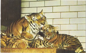 Tigers the Largest of the Cats at St. Louis Zoo