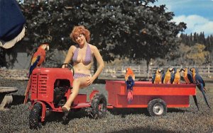 Beauty and the Birds Misc, Florida Postcard