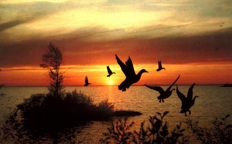 Canada - ON, Geese at Sunset