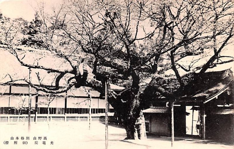 Large Tree Japan Unused 