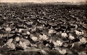 Illinois Grass lake Famous Lotus Beds