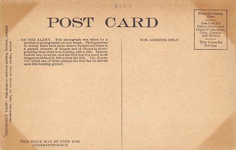 On The Alert Lions unused 