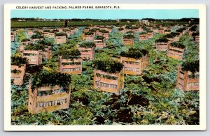 Farm~Celery Harvest & Packing @ Palmer Farms Sarasota FL~Vintage Postcard