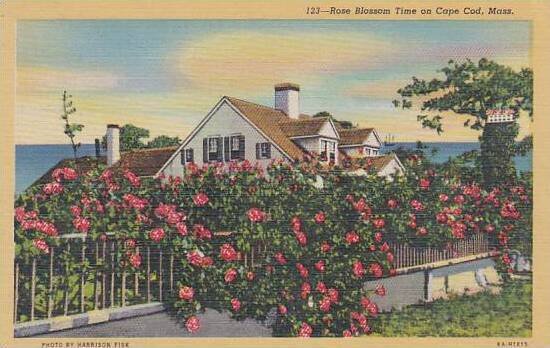 Massachusetts Cape Cod Rose Blossom Time On Cape Cod