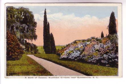 Azaleas Middleton Gardens Summerville South Carolina. Used1923