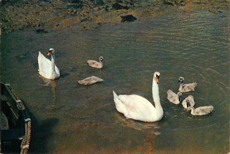 (e59) Wight Shalfleet Creek Swans and Cygnets Dixon Postcard