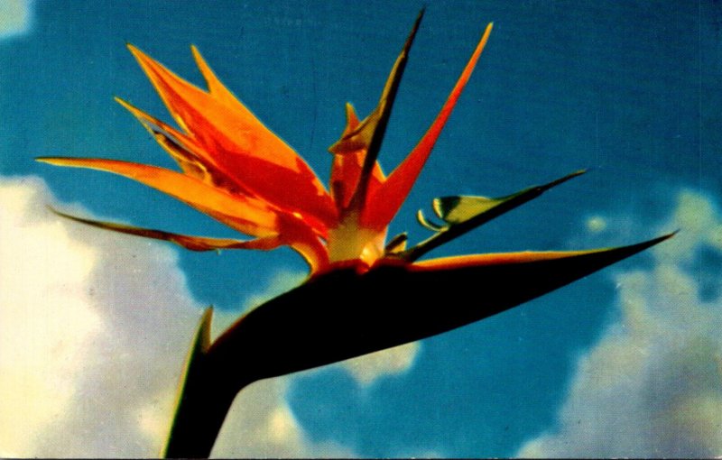 Hawaii Flowers Bird Of Paradise