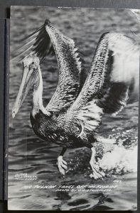 Mr. Pelican Takes Off In Florida - 1952 - RPPC