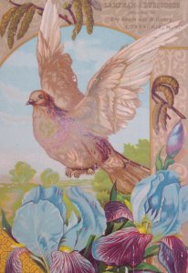 1800s Coxsackie NY Lampman & Burroughs Dry Goods Dove Iris Victorian Trade Card