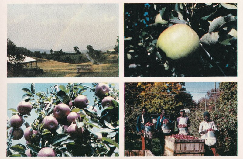 BETHEL, Connecticut, 50-60s; Blue Jay Orchards, Plum Trees, 4-Views