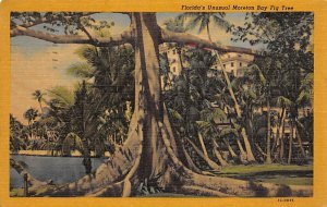 Florida's Unusual Moreton Bay Fig Tree  Trees FL