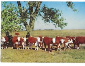 White Faced Herefords Beef Cattle Originally from Hereford England