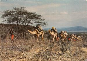 B91324 kenya camel safari types folklore africa