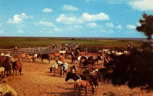 Assateague Island, Maryland - Preparing for the Pony Swim of Chincoteague Horses