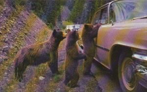 American Black Bear Cubs Yellowstone National Park