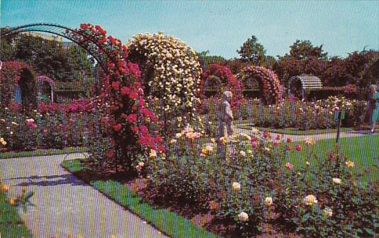 Roses In Bloom Beautiful Garden Scene In South Georgia