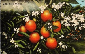 Golden Florida Oranges Blooming Tropical Plantlife Linen Cancel WOB Postcard 