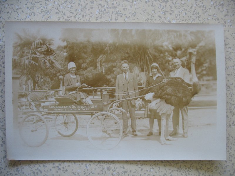 LOS ANGELEs, CA 1930s real photo Los Angeles OSTRICH FARM lady with bird cart