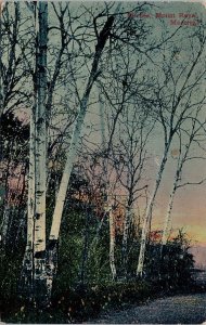 Birches Mount Royal Montreal QC Quebec Birch Trees Duplex Cancel Postcard H60