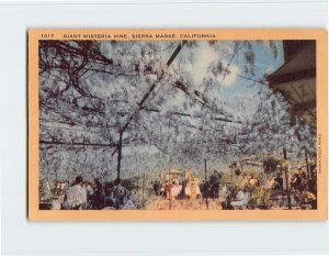 Postcard Giant Wisteria Vine, Sierra Madre, California