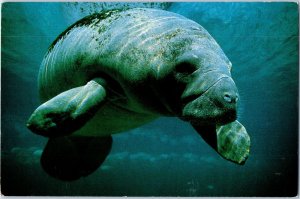 Manatee As Seen From Fish Bowl Springs Underwater Observatory Postcard