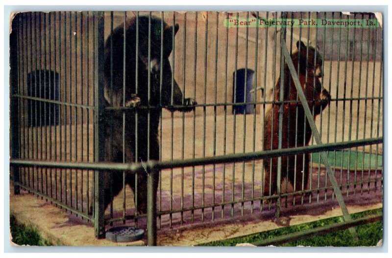 1911 Bear Fejervary Park Davenport Rock Island Iowa IA, Cage Animals Postcard