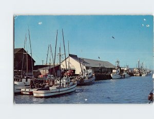 Postcard Fishing Fleet Delivering To Tom Lazio Fish Co. Eureka California USA