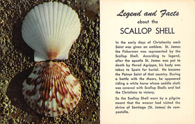 Scallop shell Legend Unused 