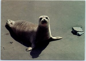 Postcard - Harbor Seal (Phoca vitolina), 17 Mile Drive - California