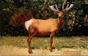 American Wapiti Or Elk Antlers In Velvet New York Zoological Park New York City