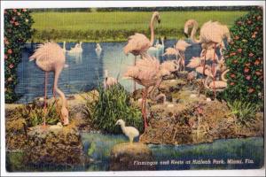 FL - Flamingos & Nests, Hialeah Park, Miami