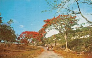 GREETINGS FROM PUERTO RICO-HIGHWAY COVERED WITH FLAMBOYANT TREES POSTCARD