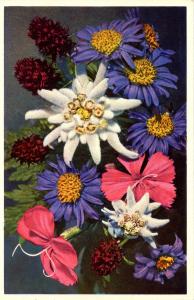 Flowers - Edelweiss, Dianthus, Aster          (Thor & Gyger #2658)