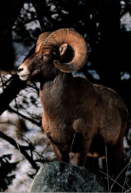 Bighorn Sheep Yellowstone National Park