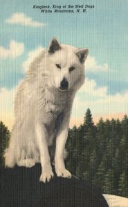 Vintage Postcard 1930's Kingikok King Of Sled Dogs White Mountains New Hampshire