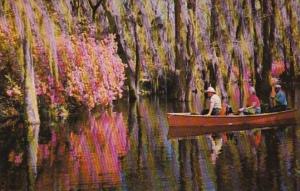 South Carolina Charleston Scene In Cypress Gardens