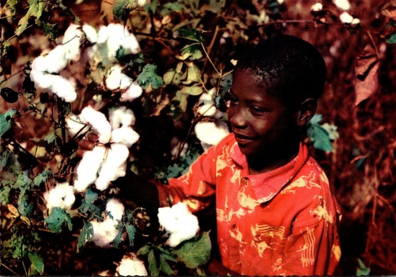 Mississippi Black Americana Picking Cotton