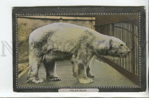 462491 England Zoo POLAR BEAR Vintage postcard 1910 year