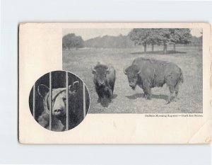 Postcard Buffalo Morning Express Park Zoo Series Buffalo New York USA