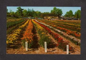 CT Flower Display gardens Bristol Connecticut Conn Nursery Flowers Postcard