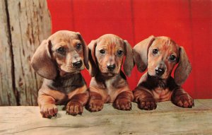 Three Dachshund Puppies Vintage Postcard