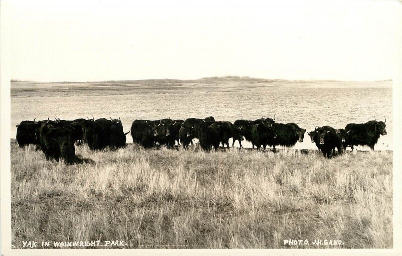 RPPC Postcard; Yak Herd in Wainwright Park, Alberta Canada, JH Gano 1940s