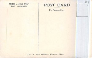 Timber Or Gray Wolf Wolf Unused 