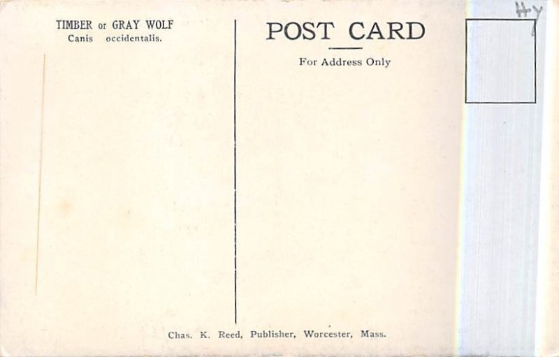 Timber Or Gray Wolf Wolf Unused 