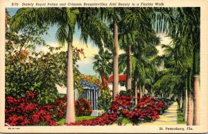 Stately Royal Palms Crimson Bougainvillea St Petersburg FL Florida Postcard UNP 