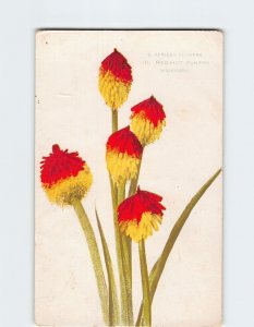 Postcard Red-Hot Pokers (Kniphofia), S. African Flowers, South Africa