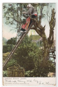 Fruit Picking Leksand Dalarne Sweden 1908 postcard